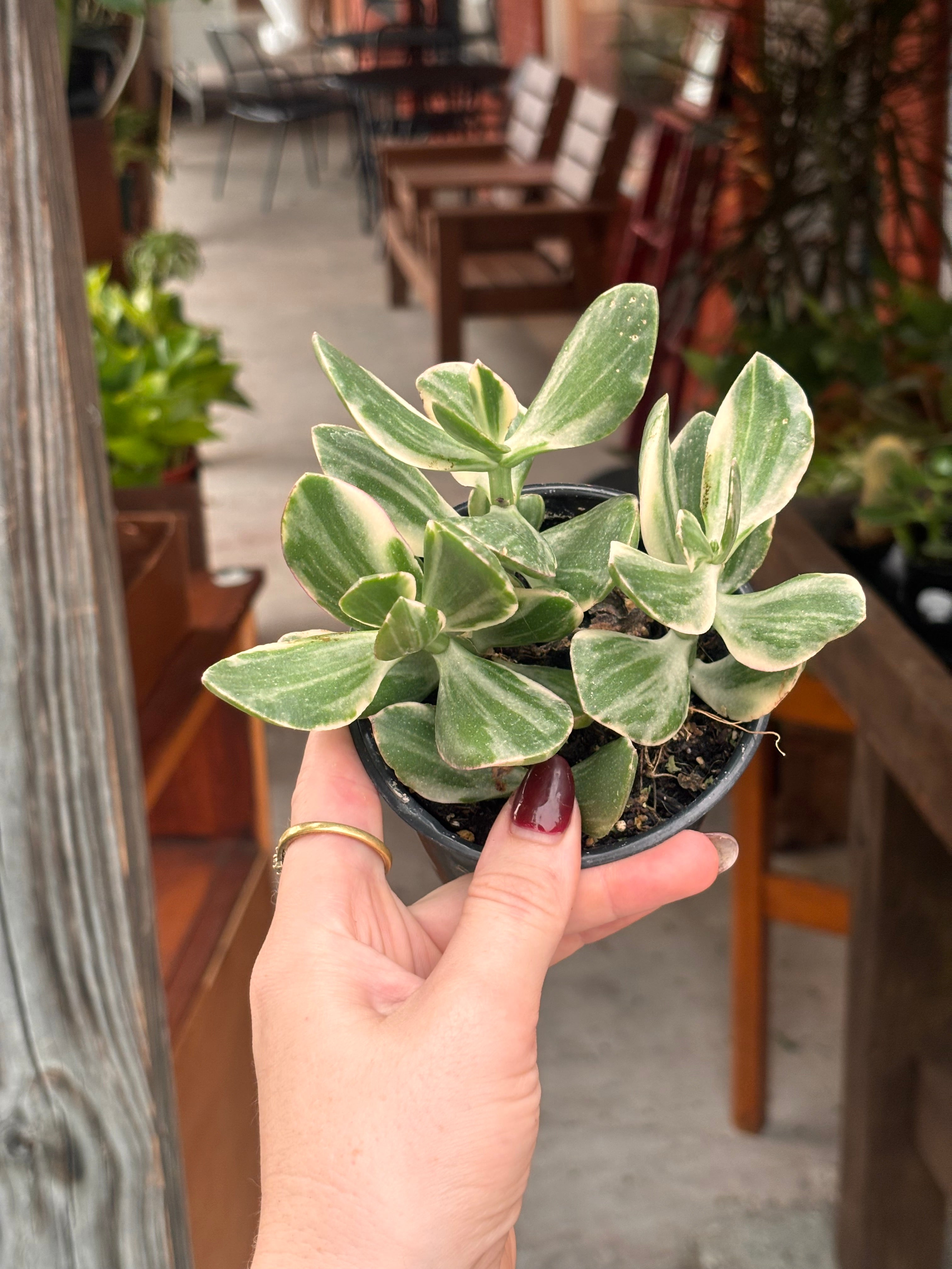 Variegated Jade Plant 4 inch