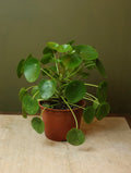 Pilea Peperomioides 6 Inch