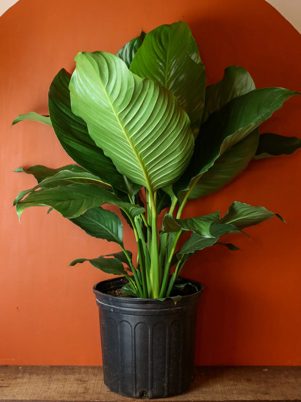Sensation Peace Lily 10 Inch