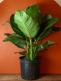 Sensation Peace Lily 10 Inch