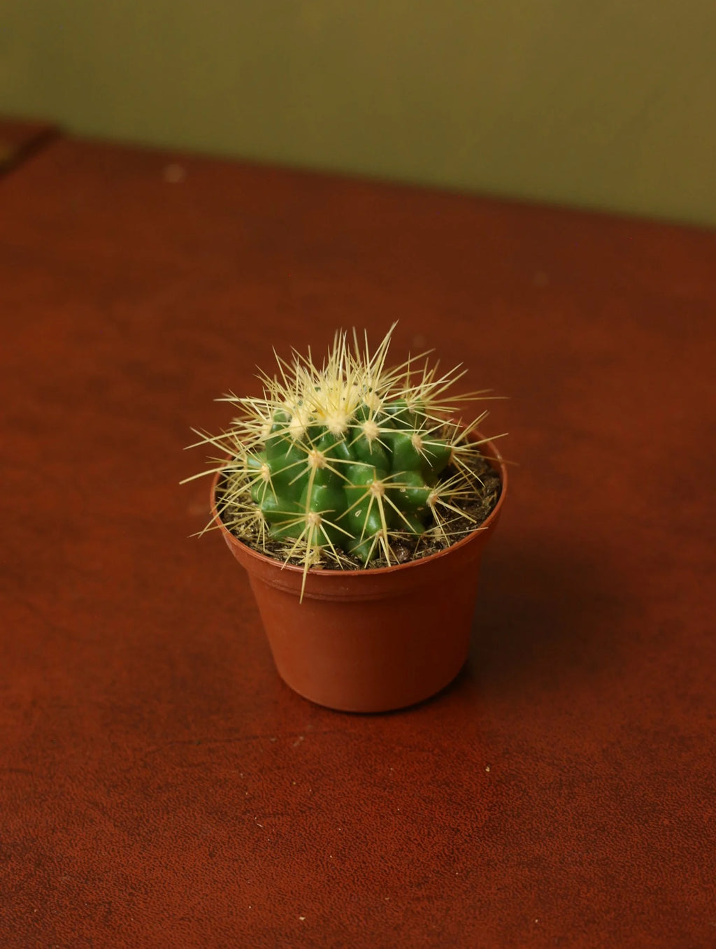 Echinocactus Grusonii 3 Inch
