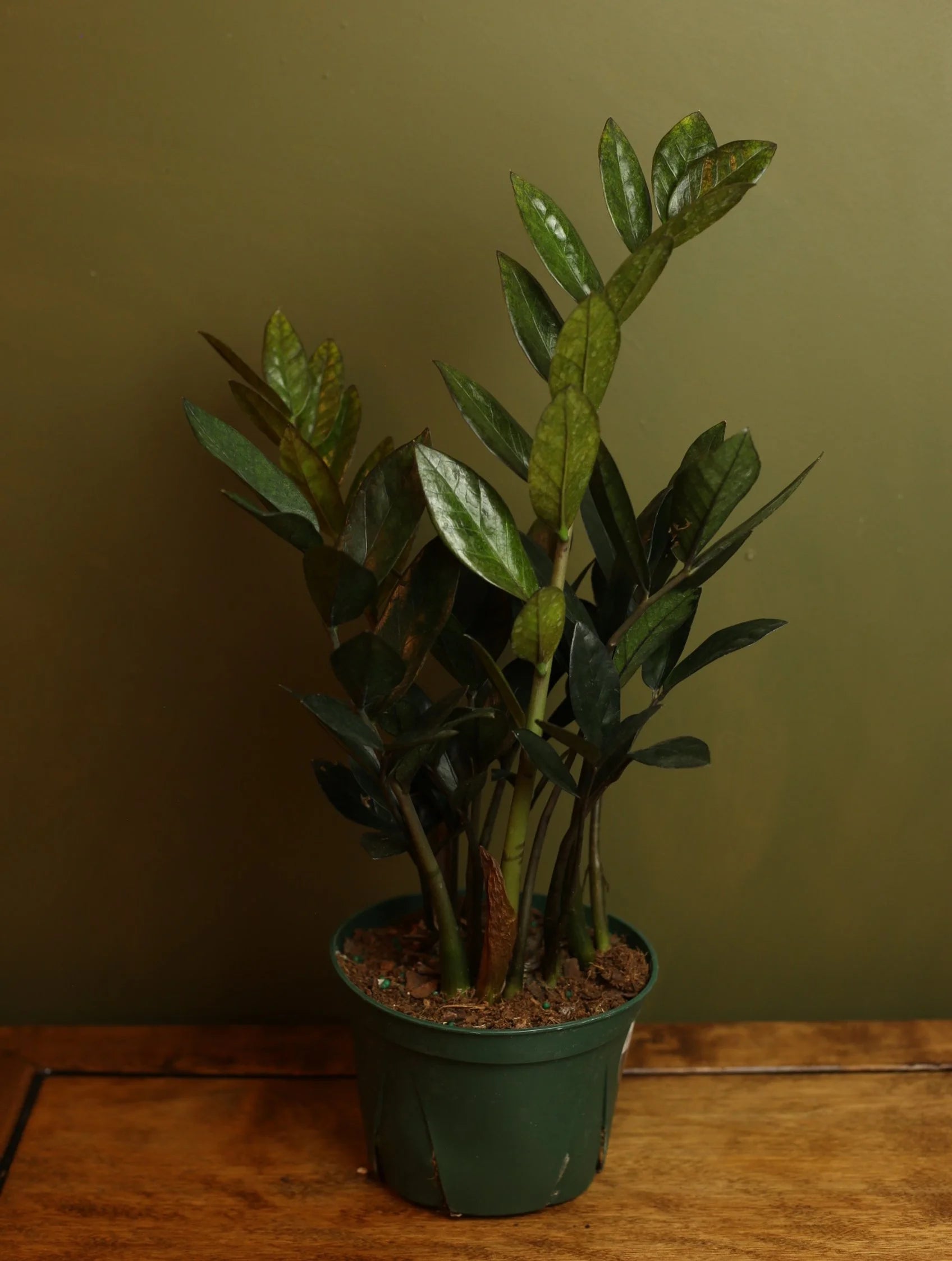 Raven ZZ Plant 6 inch