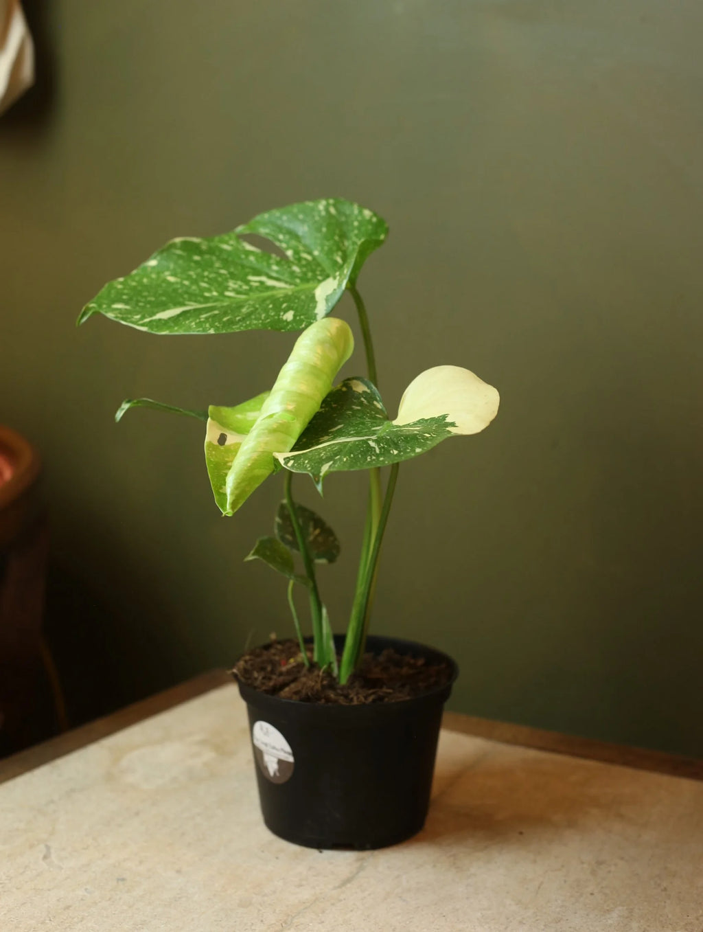 Monstera Thai Constellation 6 inch