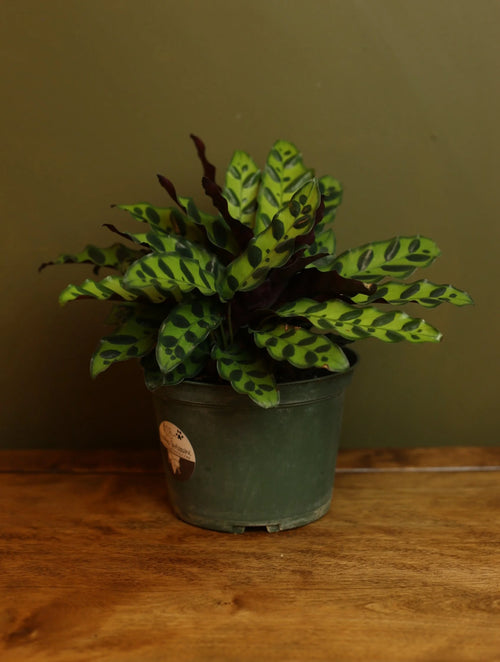 Calathea Rattlesnake 6 inch