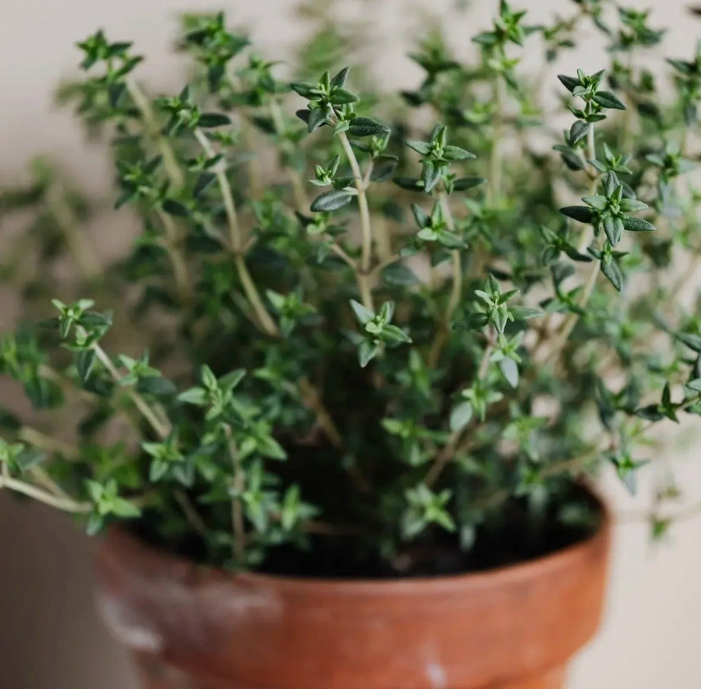 Thyme Garden Seeds