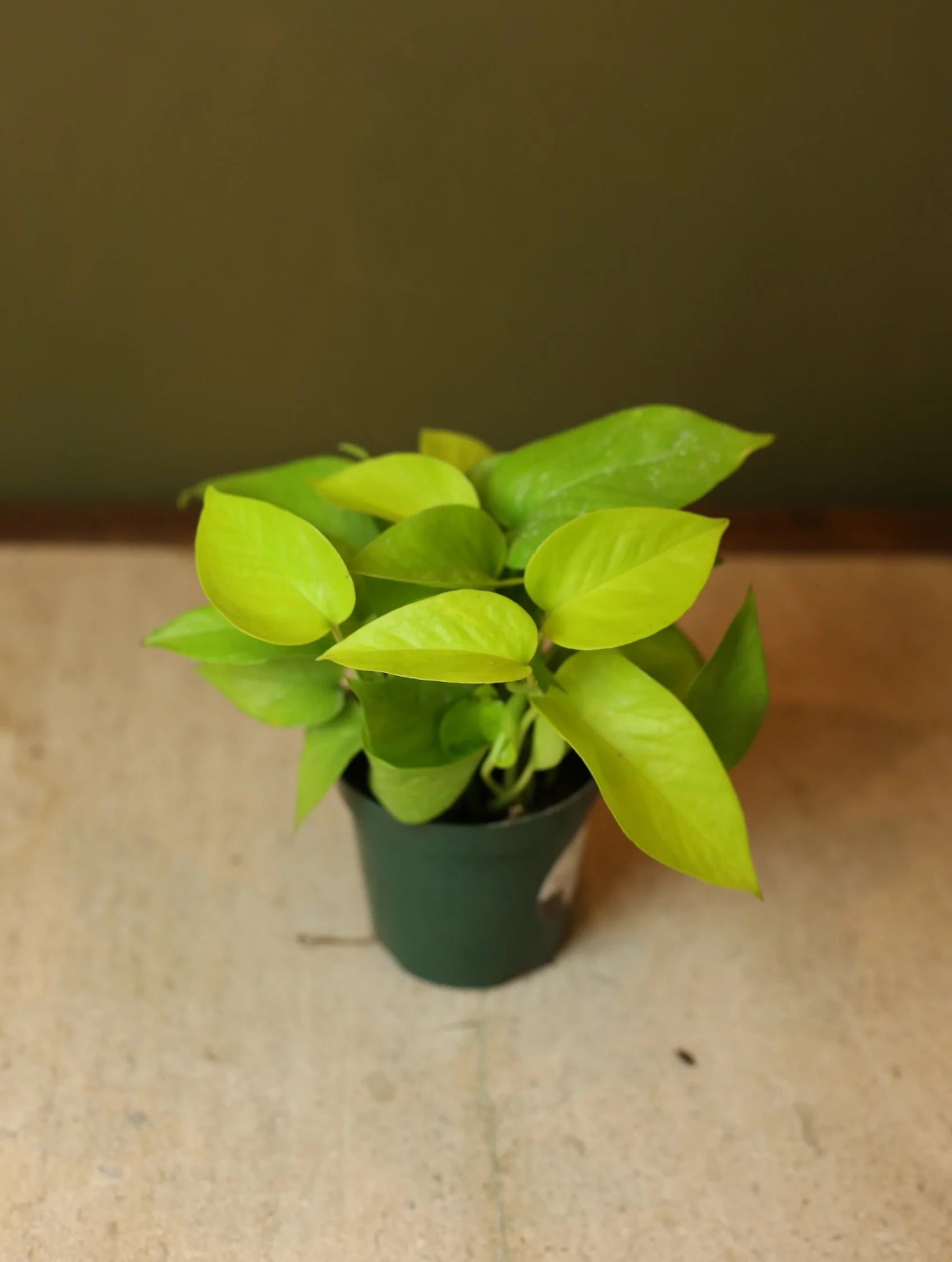 Neon Pothos 4 Inch