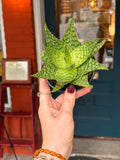 Aloe Delta Light 4 Inch
