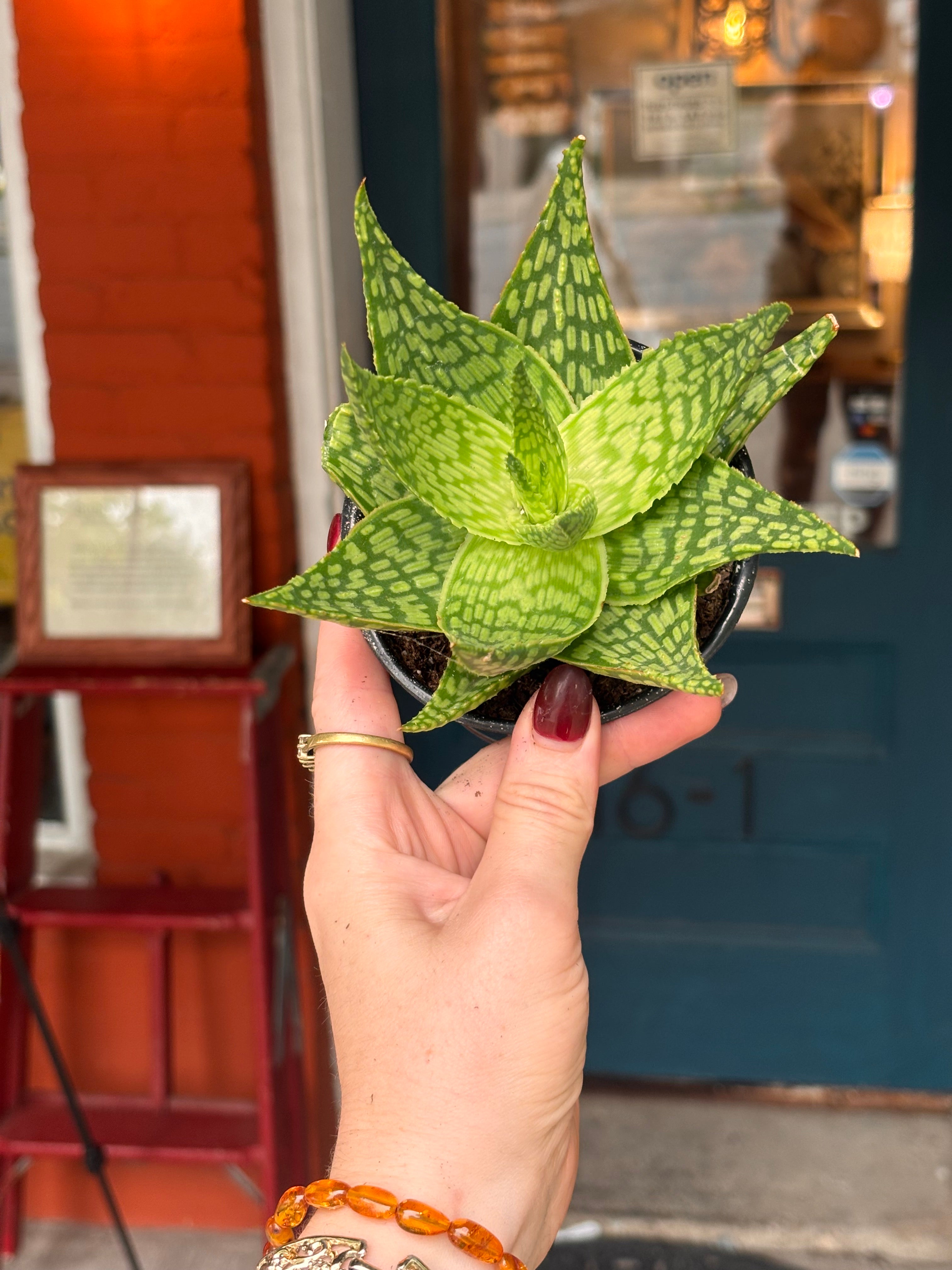 Aloe Delta Light 4 Inch