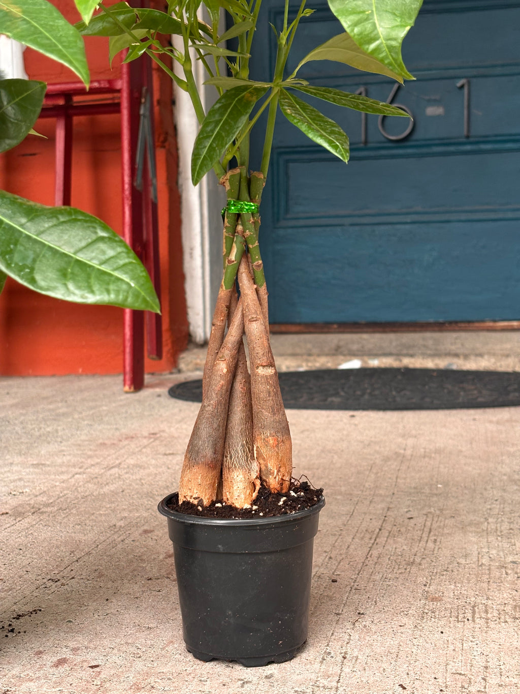 Money tree 4 inch