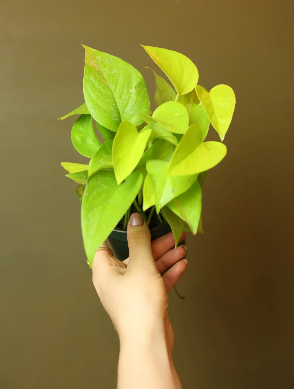 Neon Pothos 4 Inch