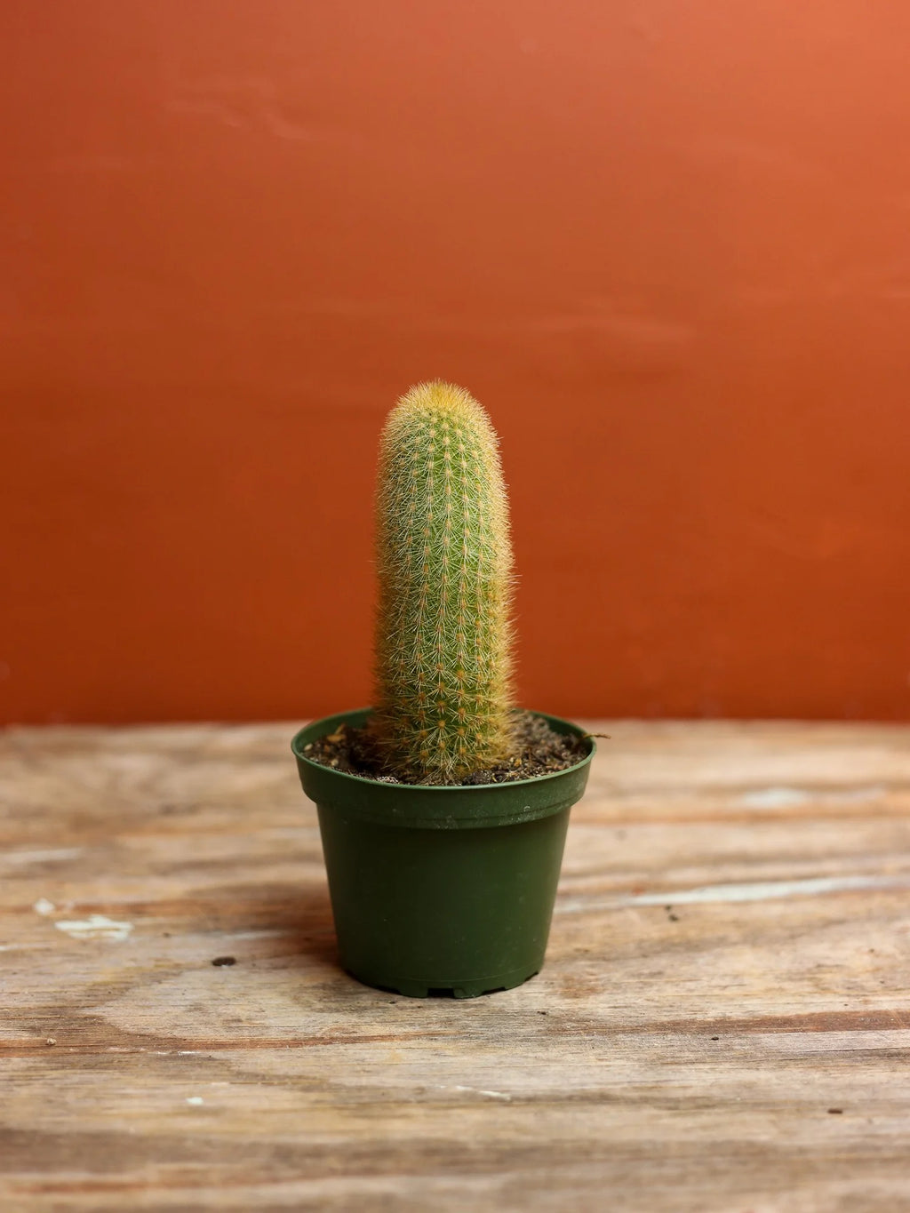 Golden Ball Cactus 4 Inch