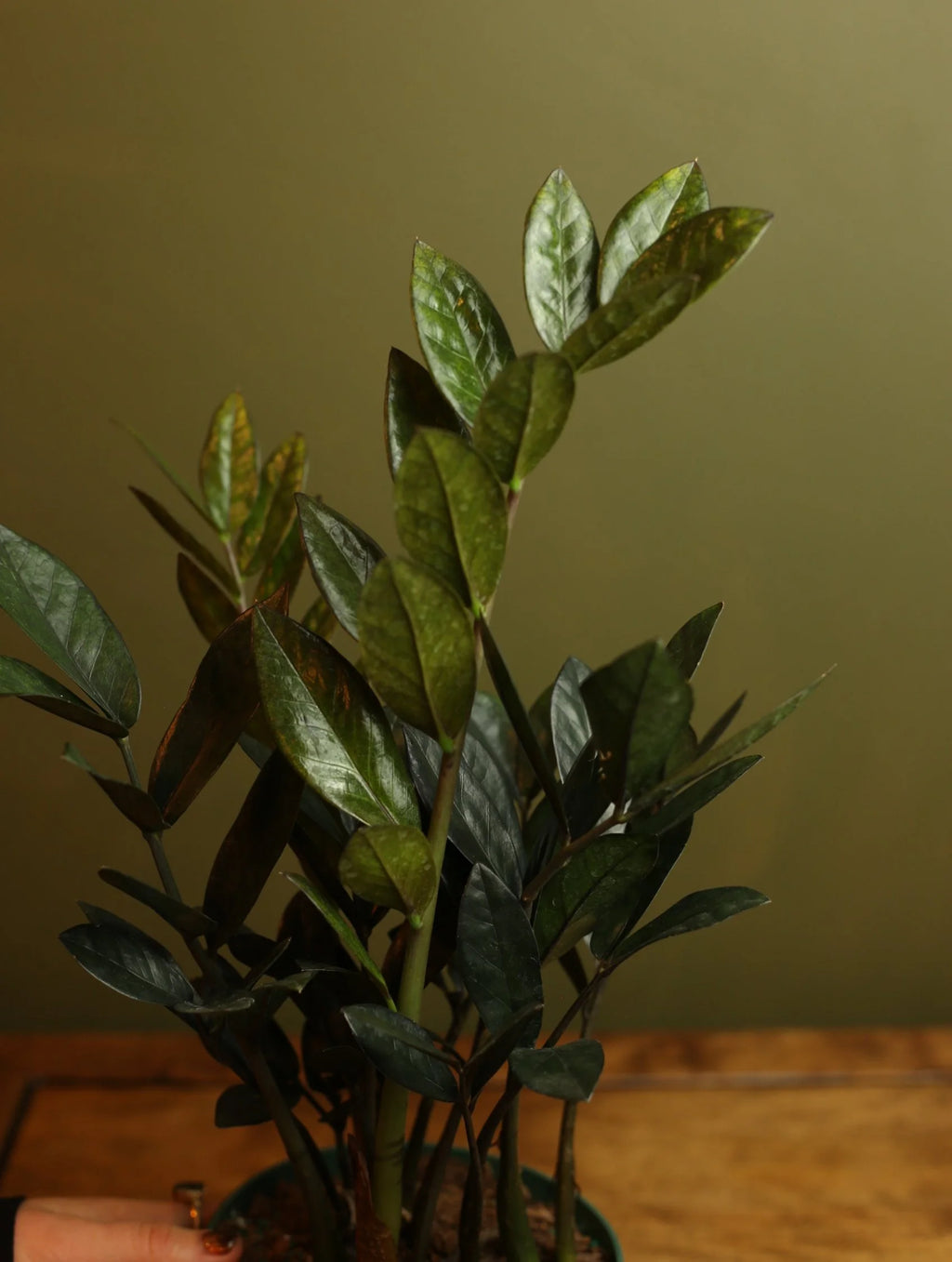 Raven ZZ Plant 6 inch