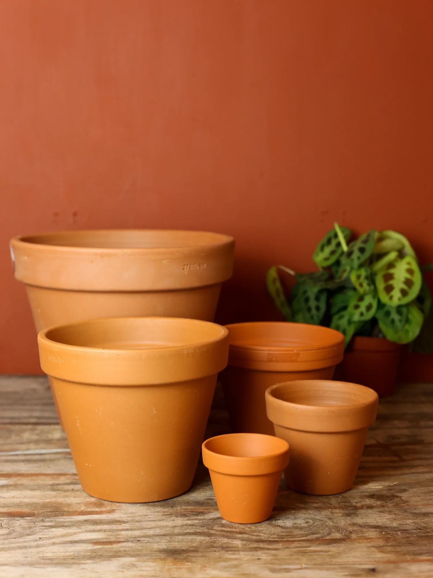 Terracotta Plant Pots In Various Sizes