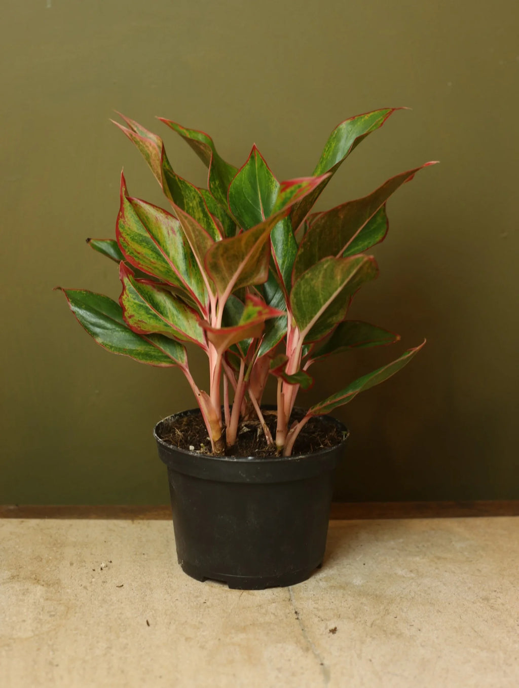 Red Siam Chinese Evergreen 6 Inch