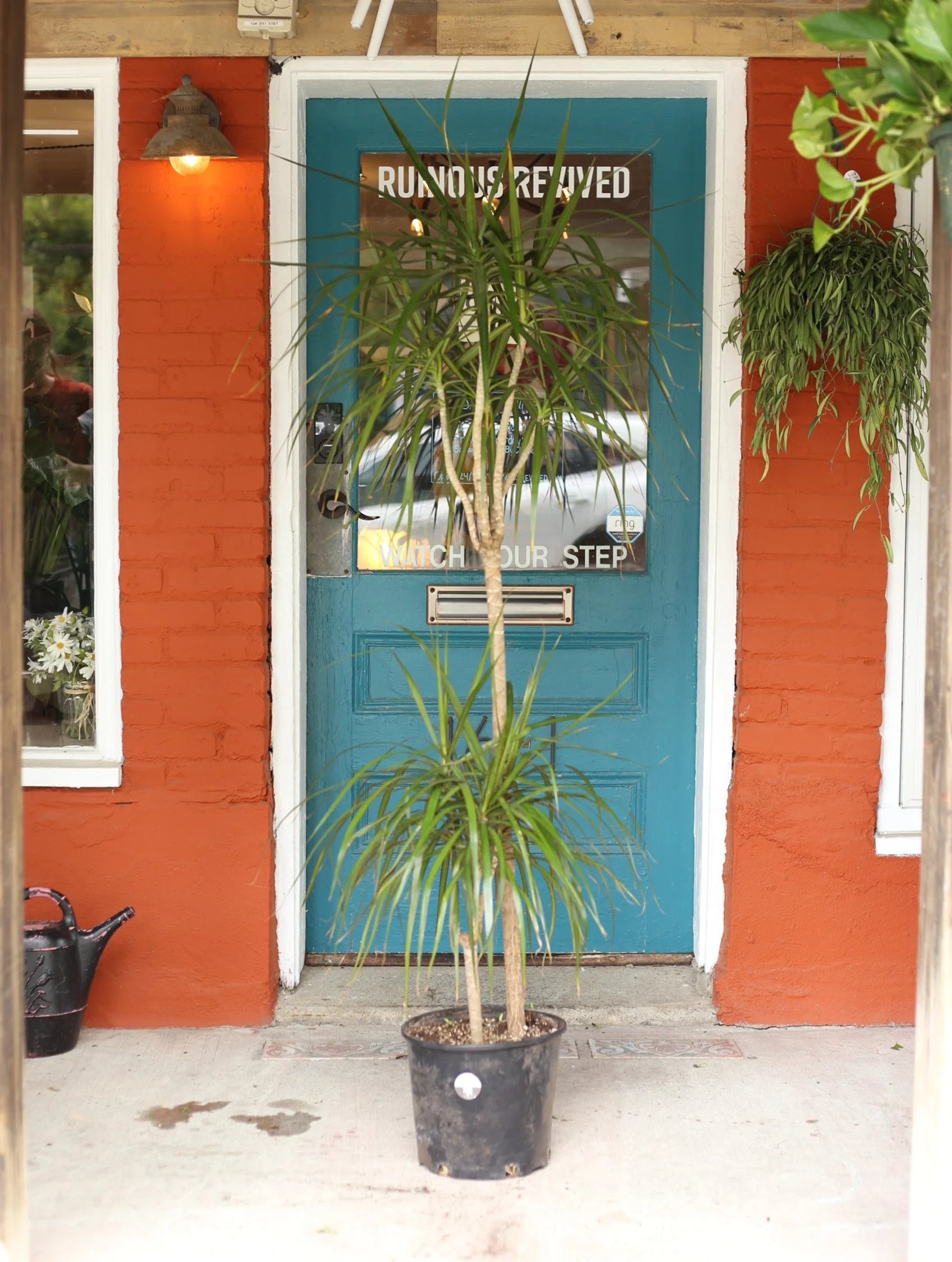 Dracaena Marginata 8 inch