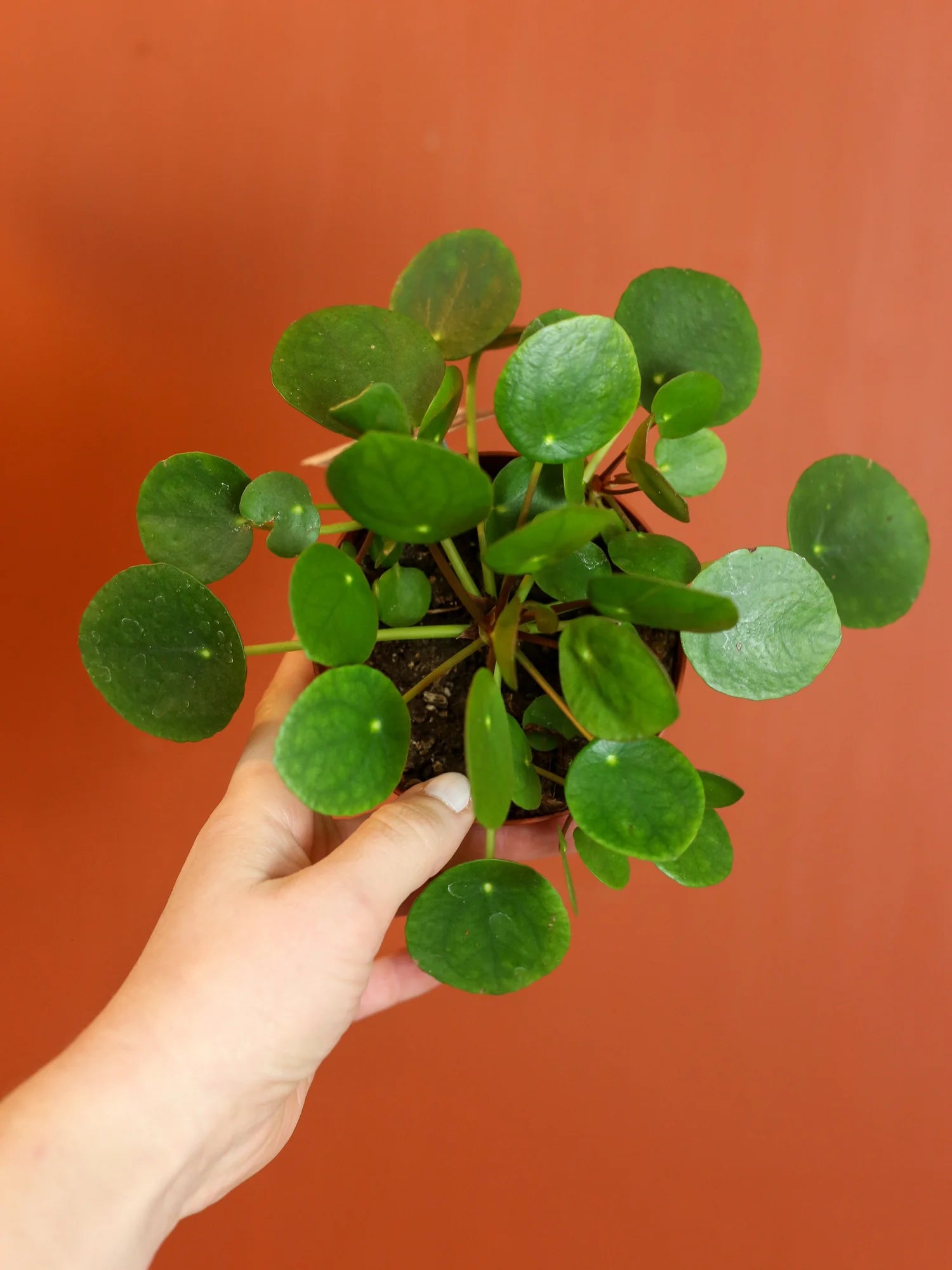 Pilea Peperomioides 4 Inch