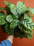Calathea Makoyana 6 Inch