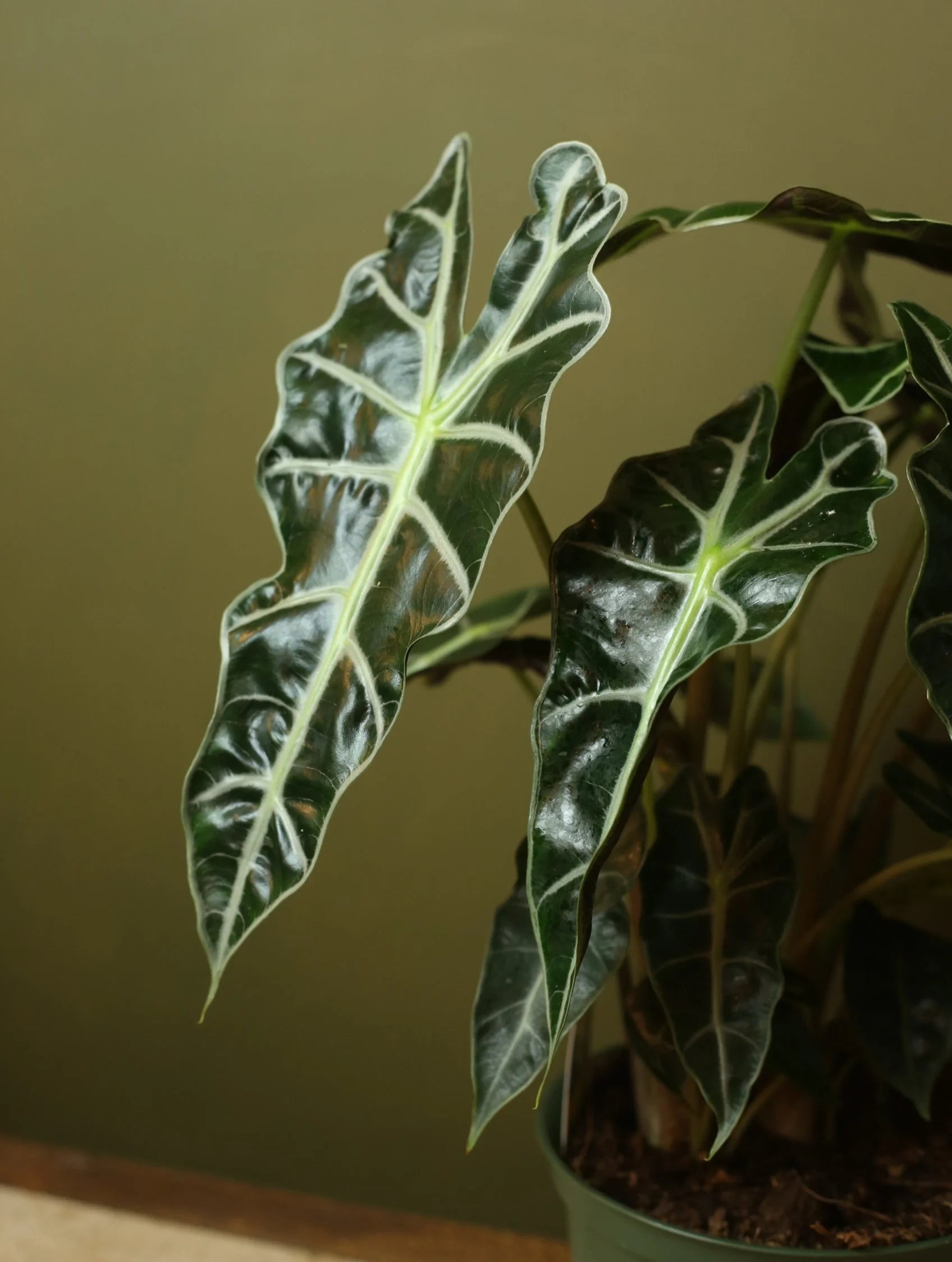 Alocasia Polly 6 Inch
