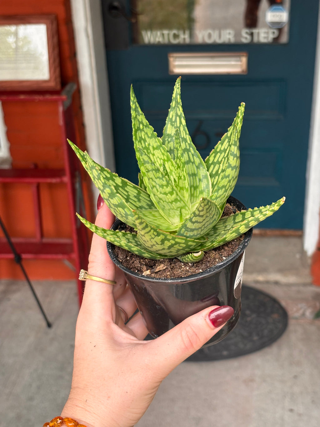 Aloe Delta Light 4 Inch