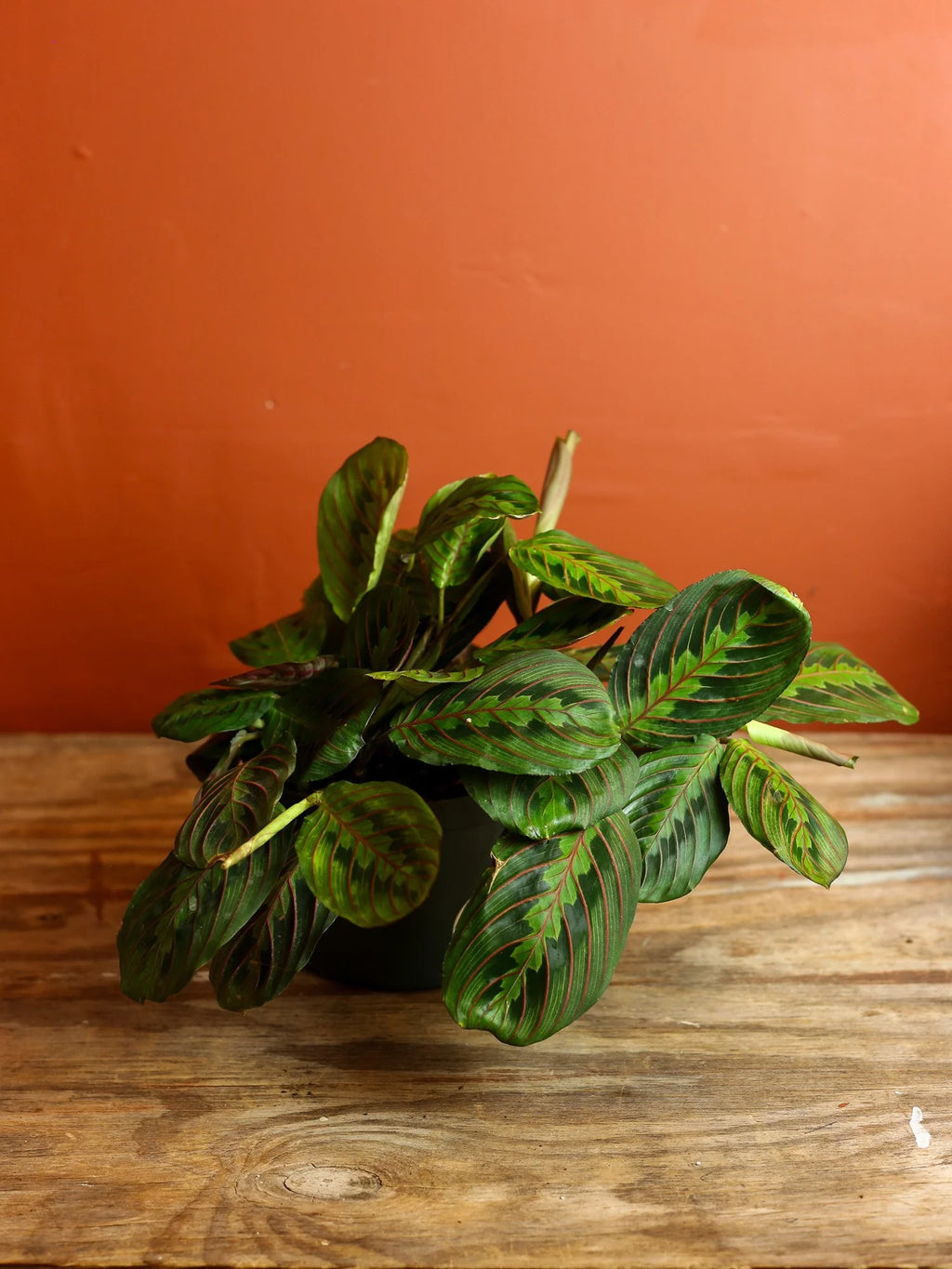 Red Maranta 6 Inch