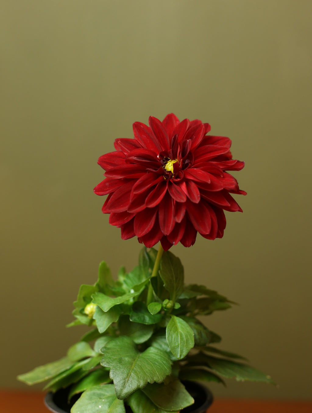Dahlias 4 inch