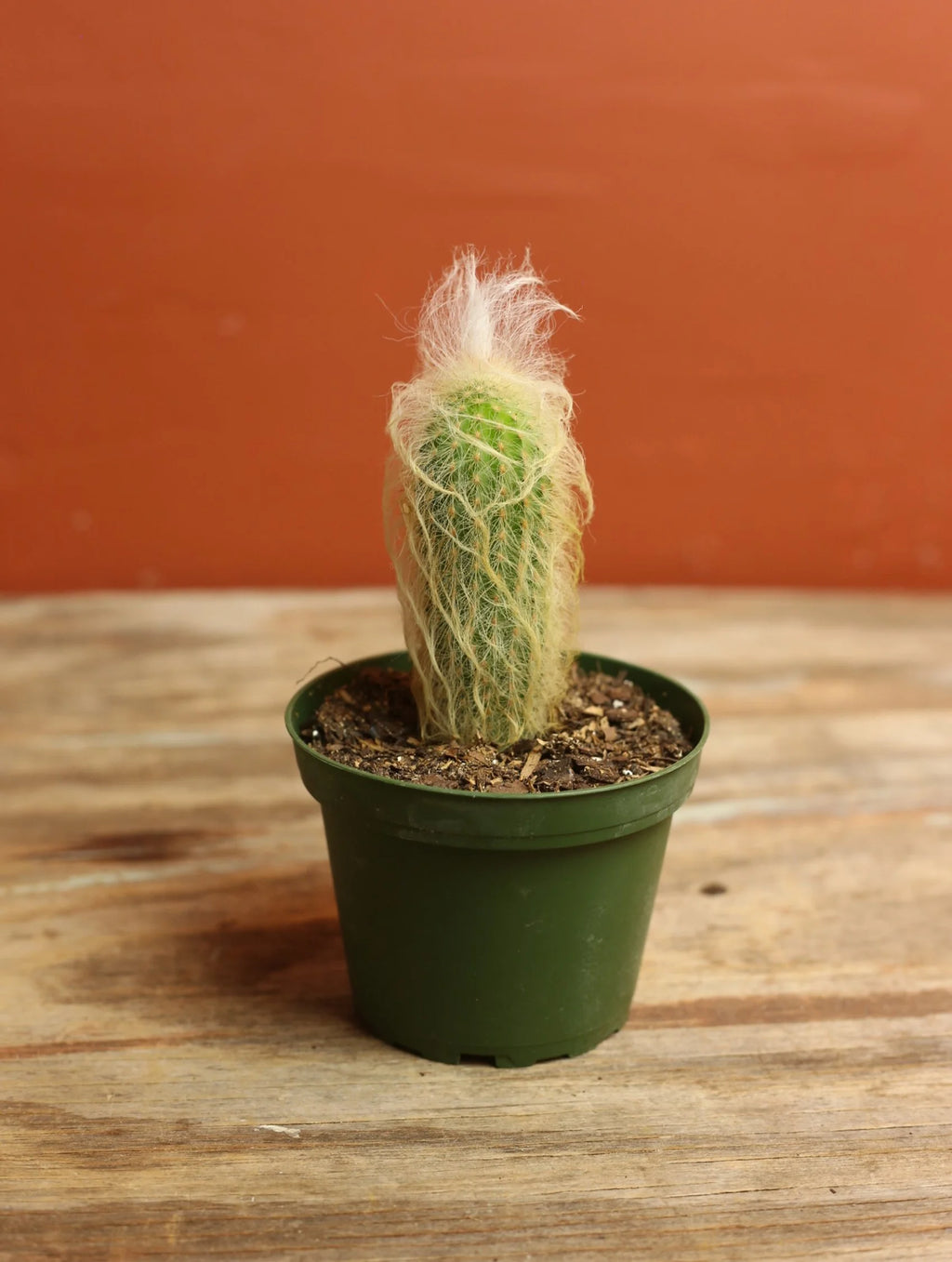 Peruvian Old Man Cactus 4 Inch