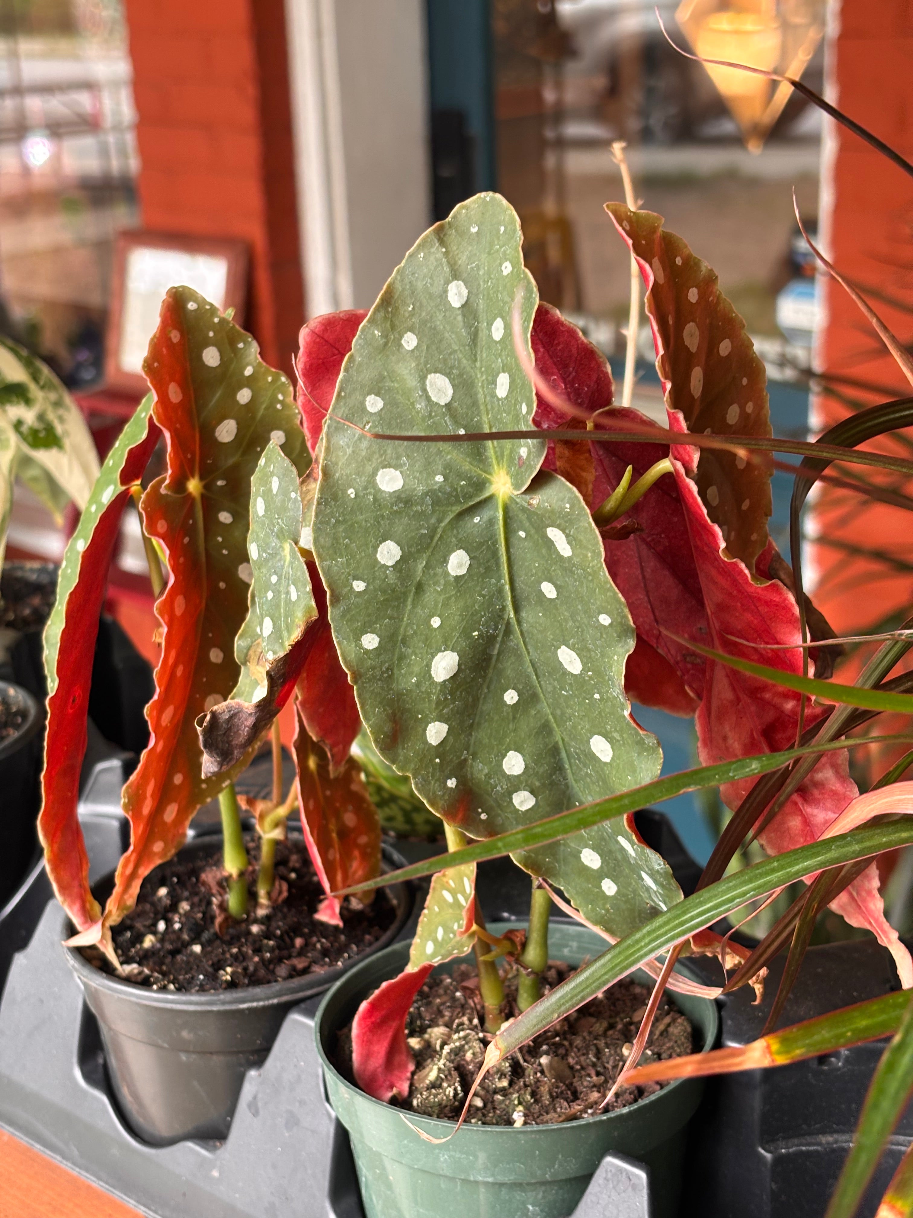 Begonia maculata 4 inch
