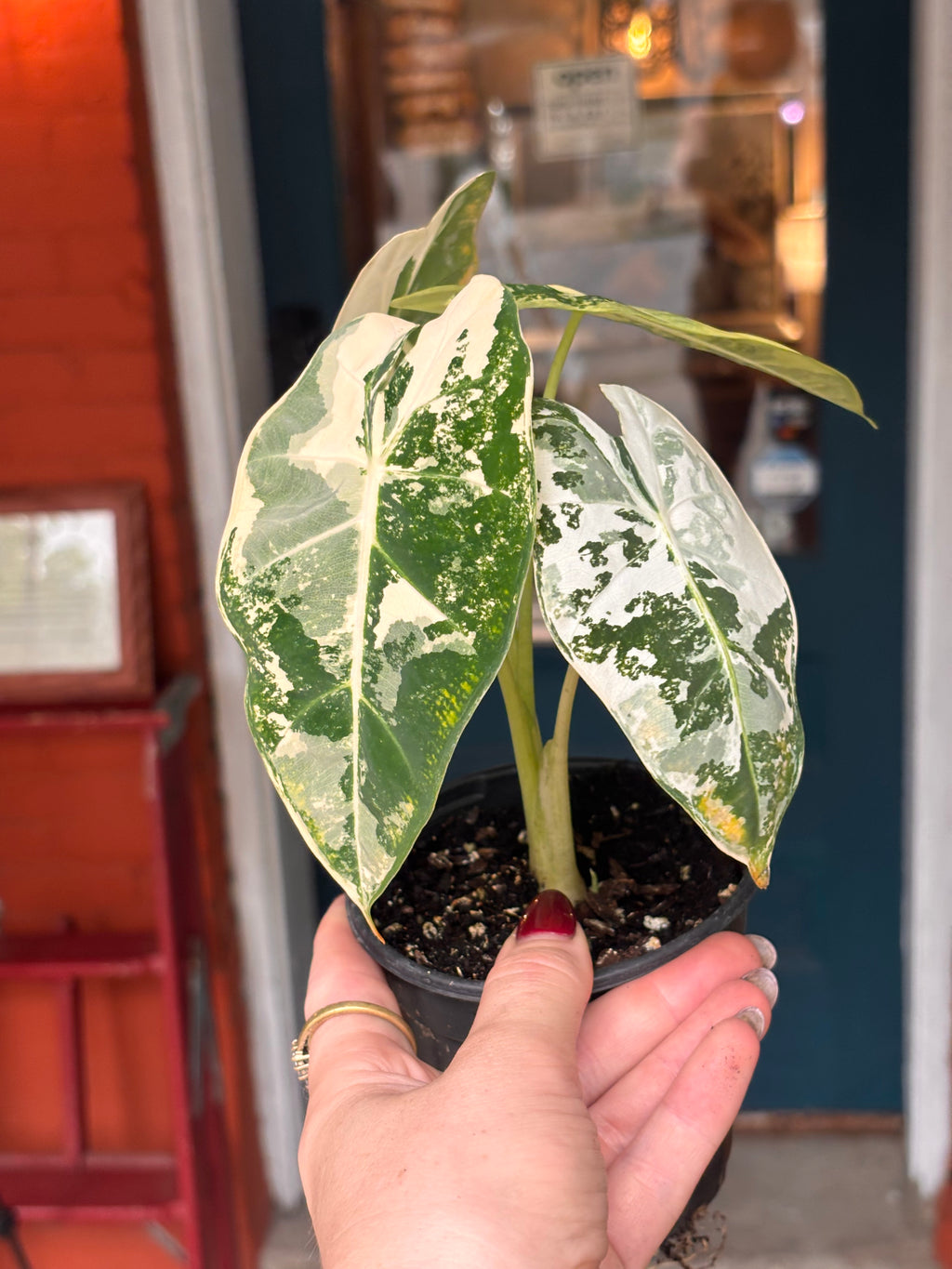 Alocasia Frydek 4 inch