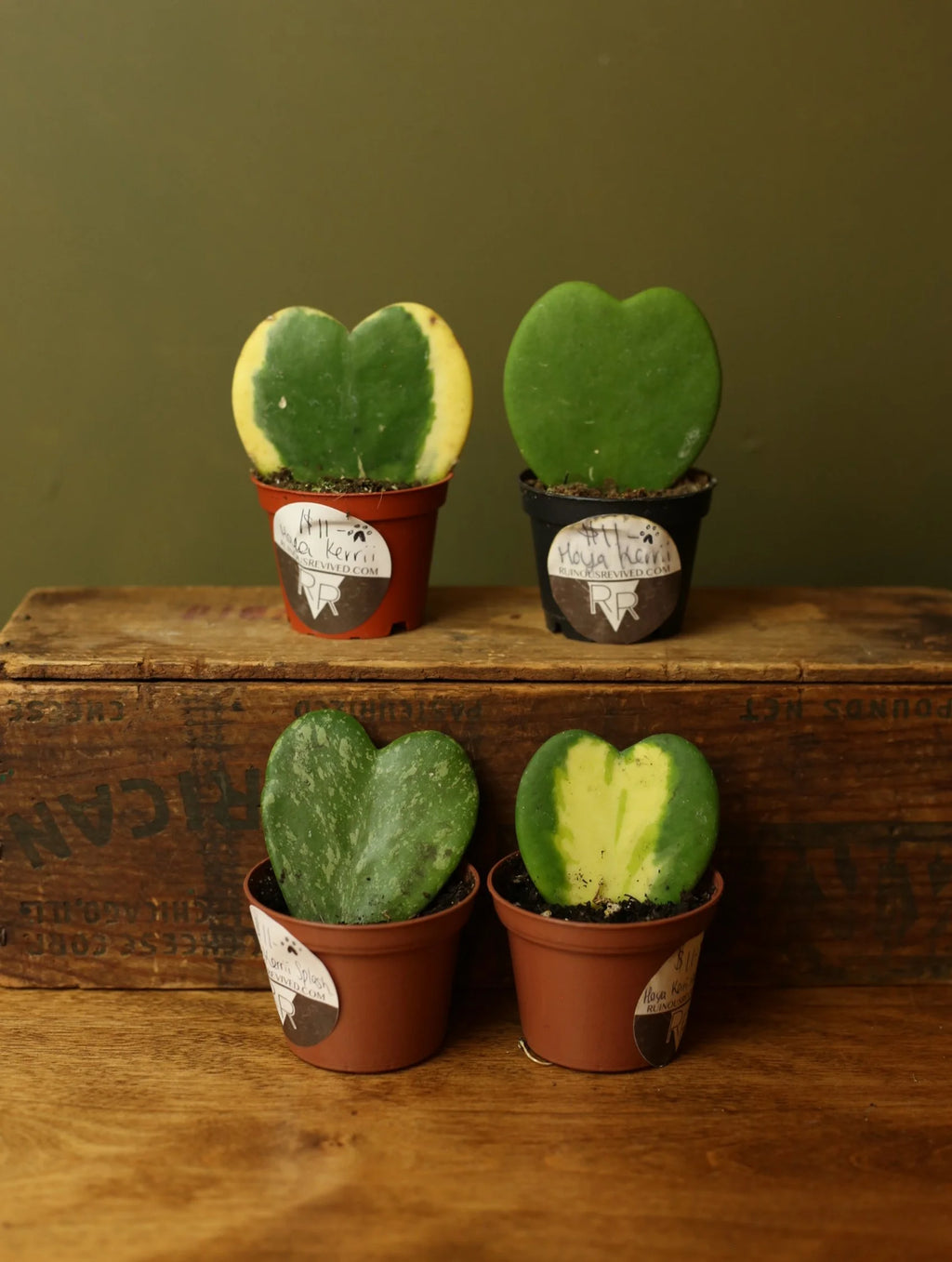 Hoya Kerrii 3 Inch