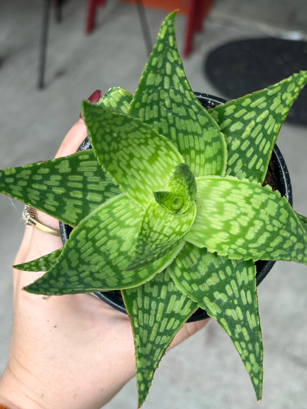Aloe Delta Light 4 Inch