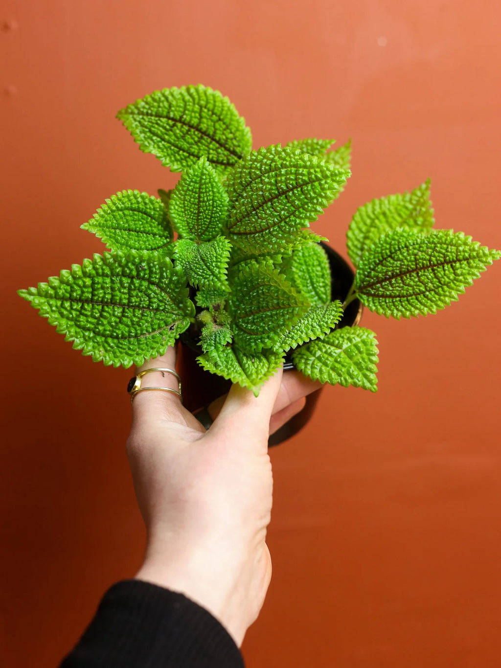 Moon Valley Pilea 4 Inch