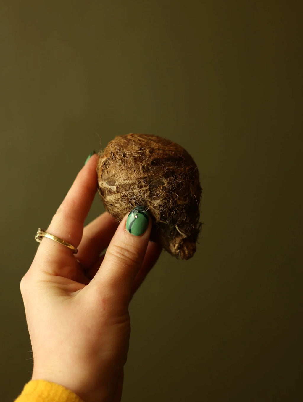 Elephant Ear Bulb
