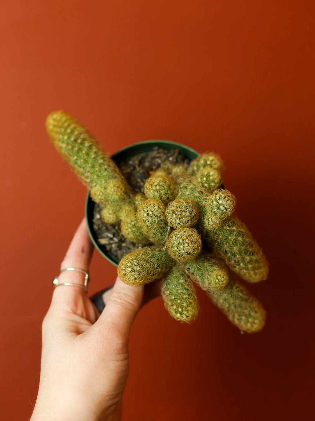Gold Lace Cactus 4 Inch