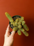 Gold Lace Cactus 4 Inch