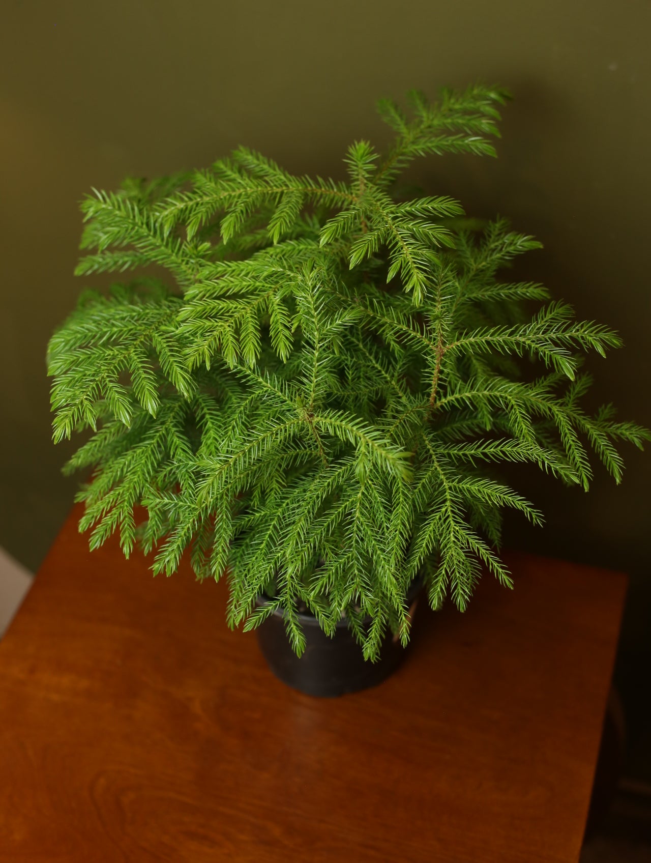 Norfolk Island Pine 6 inch