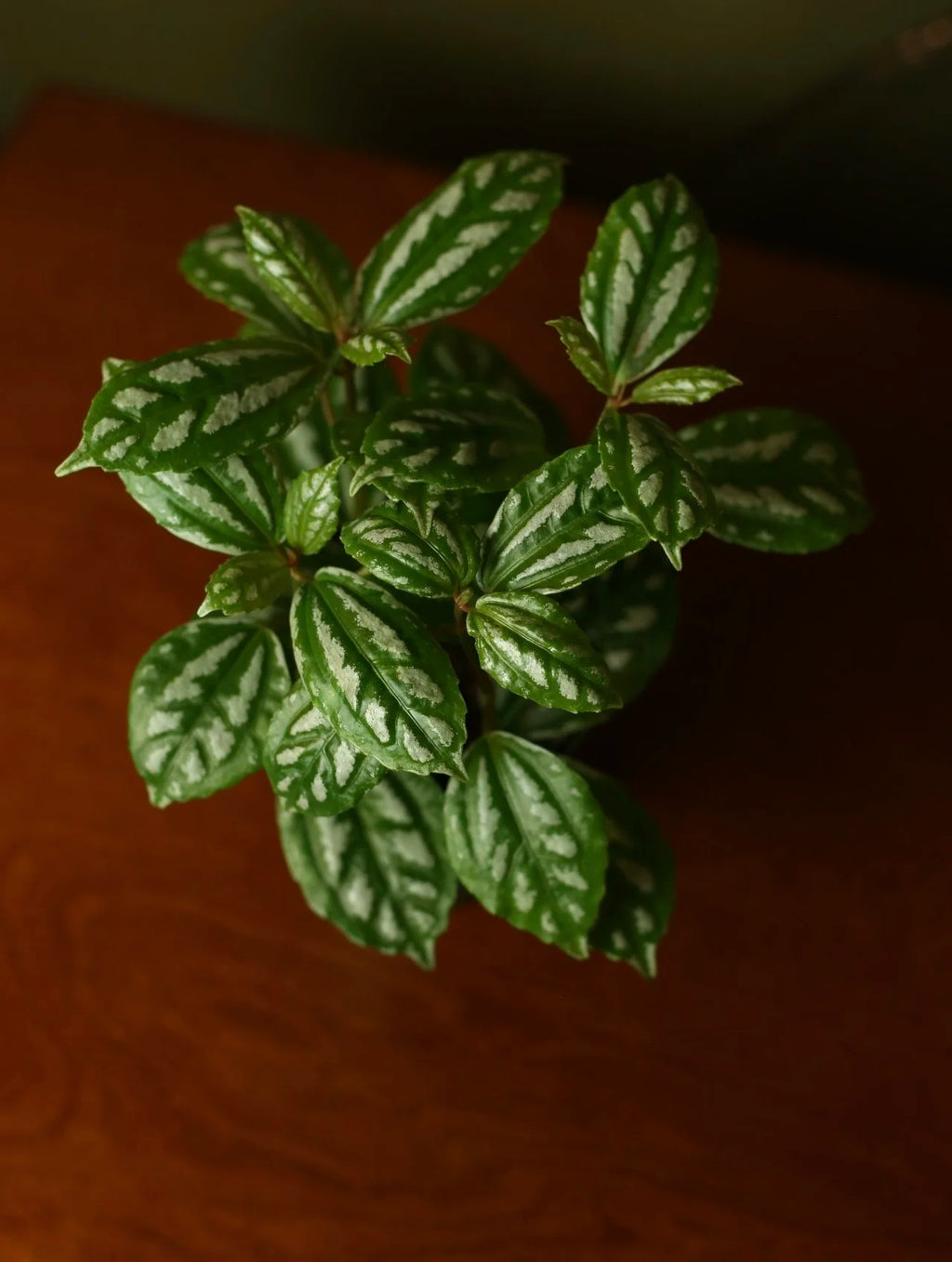 Aluminum Plant 4 Inch