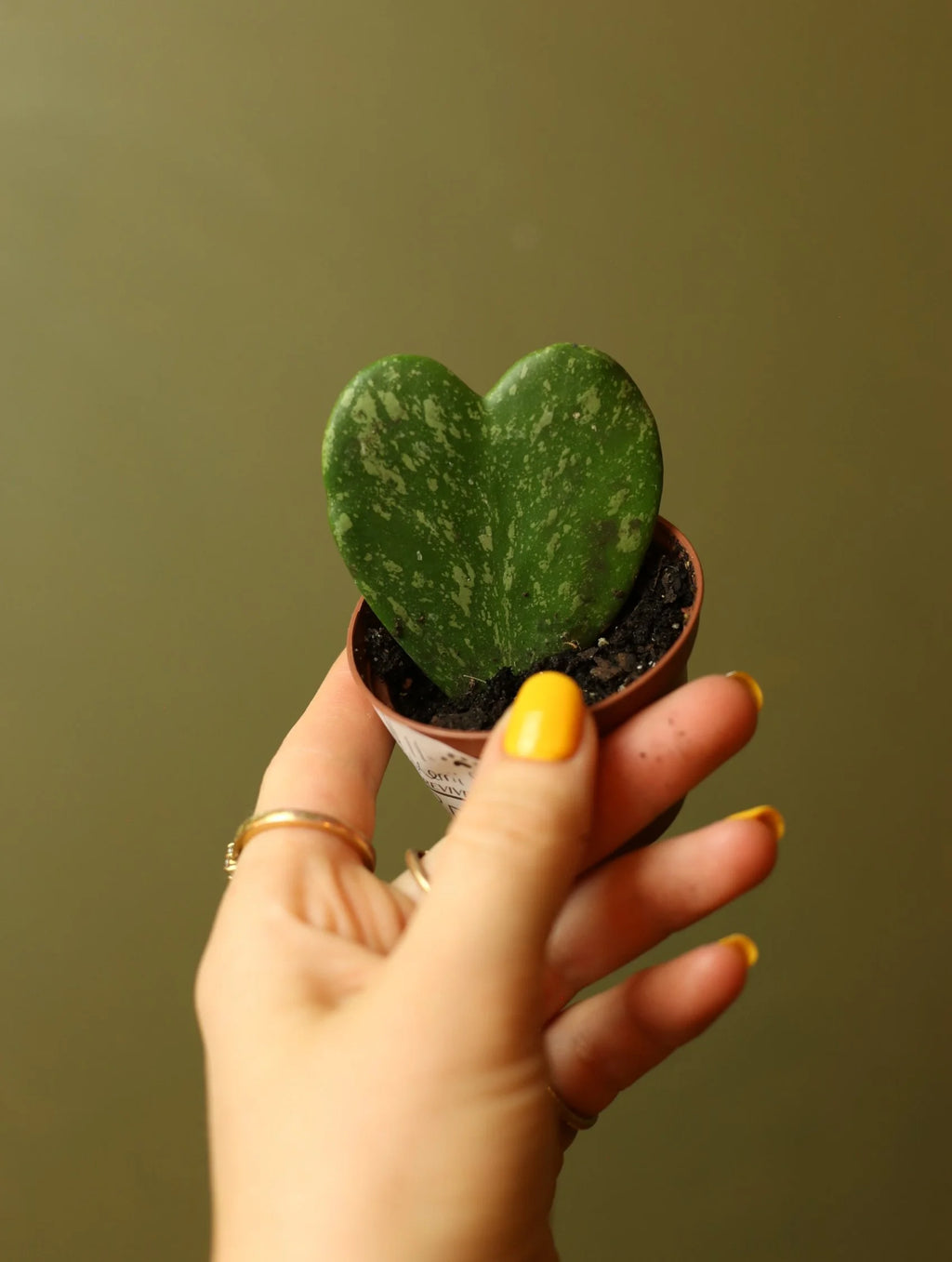 Hoya Kerrii 3 Inch