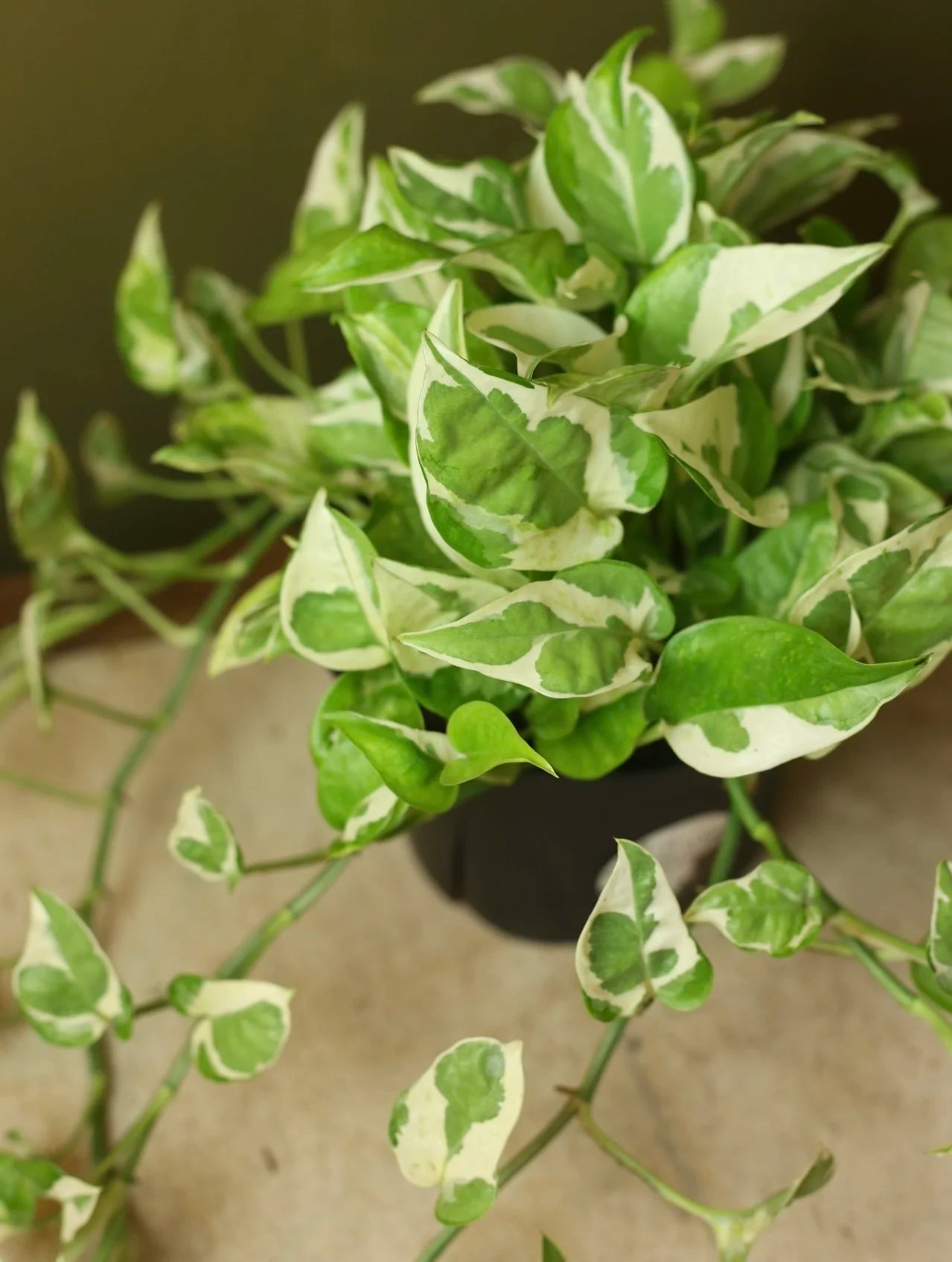 Neon Pothos N' Joy 6 Inch