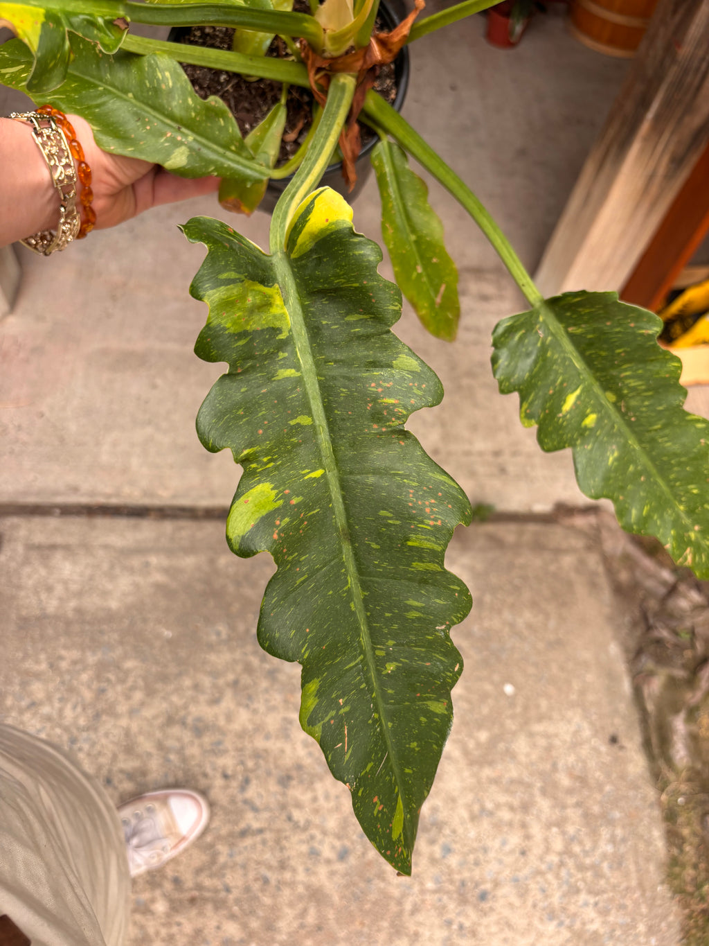 Philodendron ring of fire 6 inch