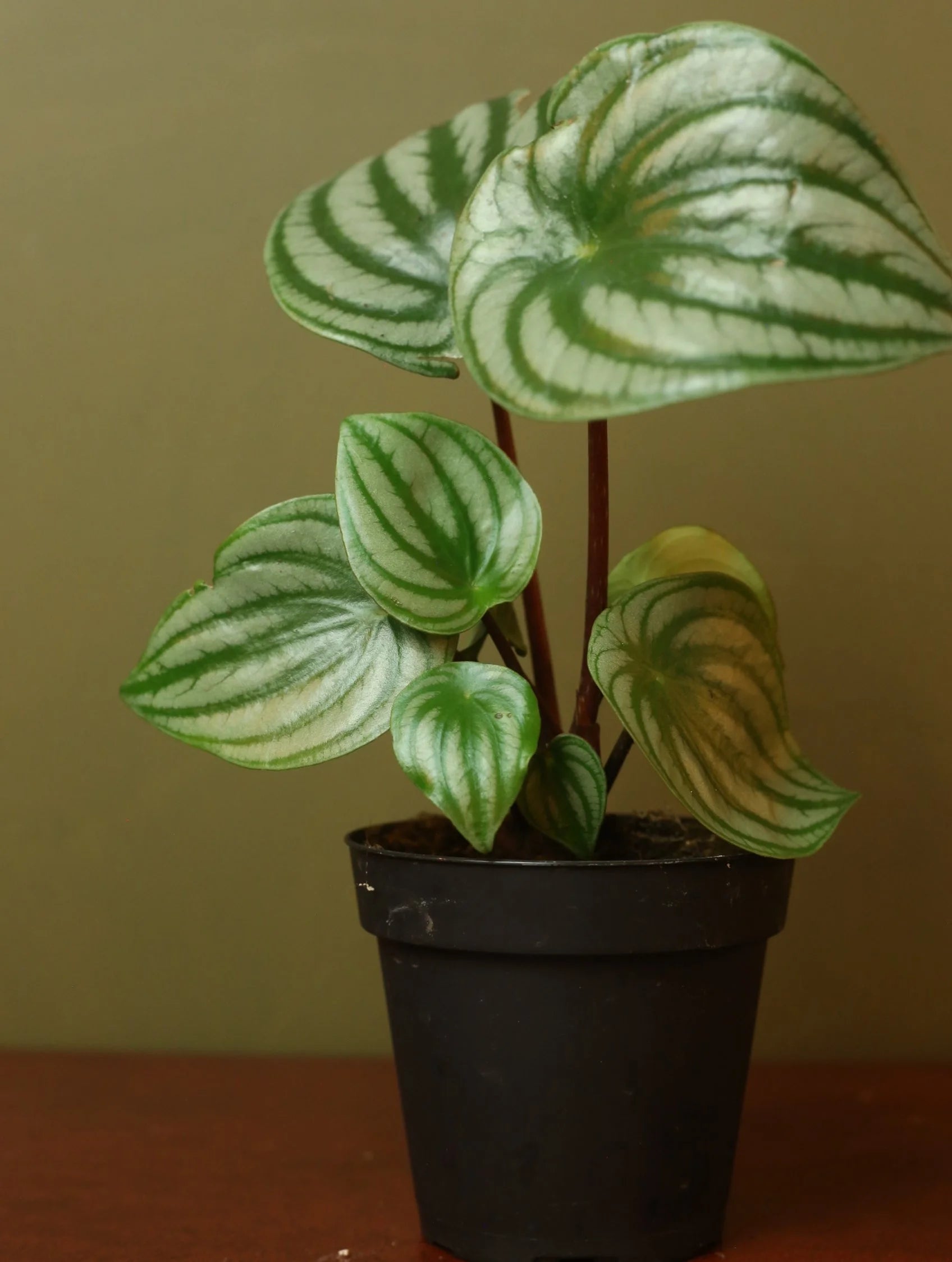 Watermelon Peperomia 4 inch