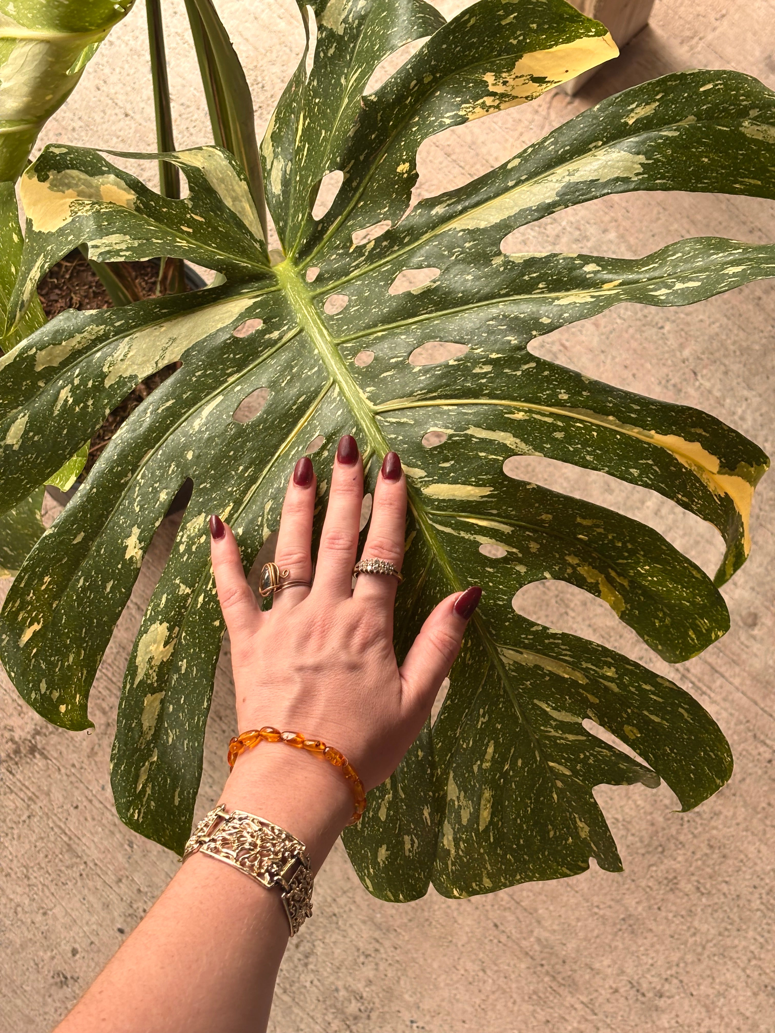 Monstera Thai Constellation