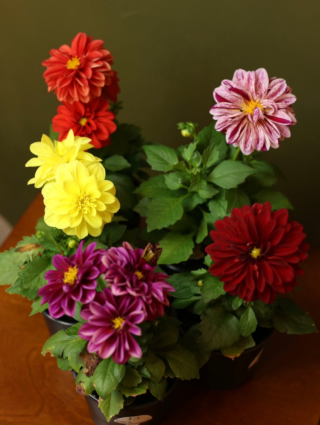 Dahlias 4 inch