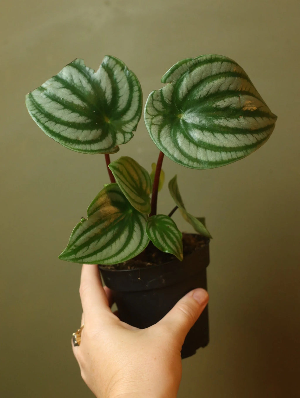 Watermelon Peperomia 4 inch