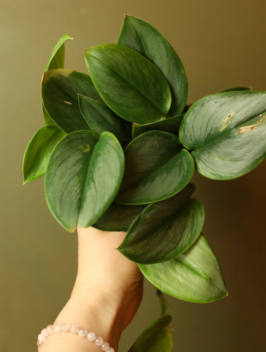 Scindapsus Treubii 'Moonlight' 4 Inch
