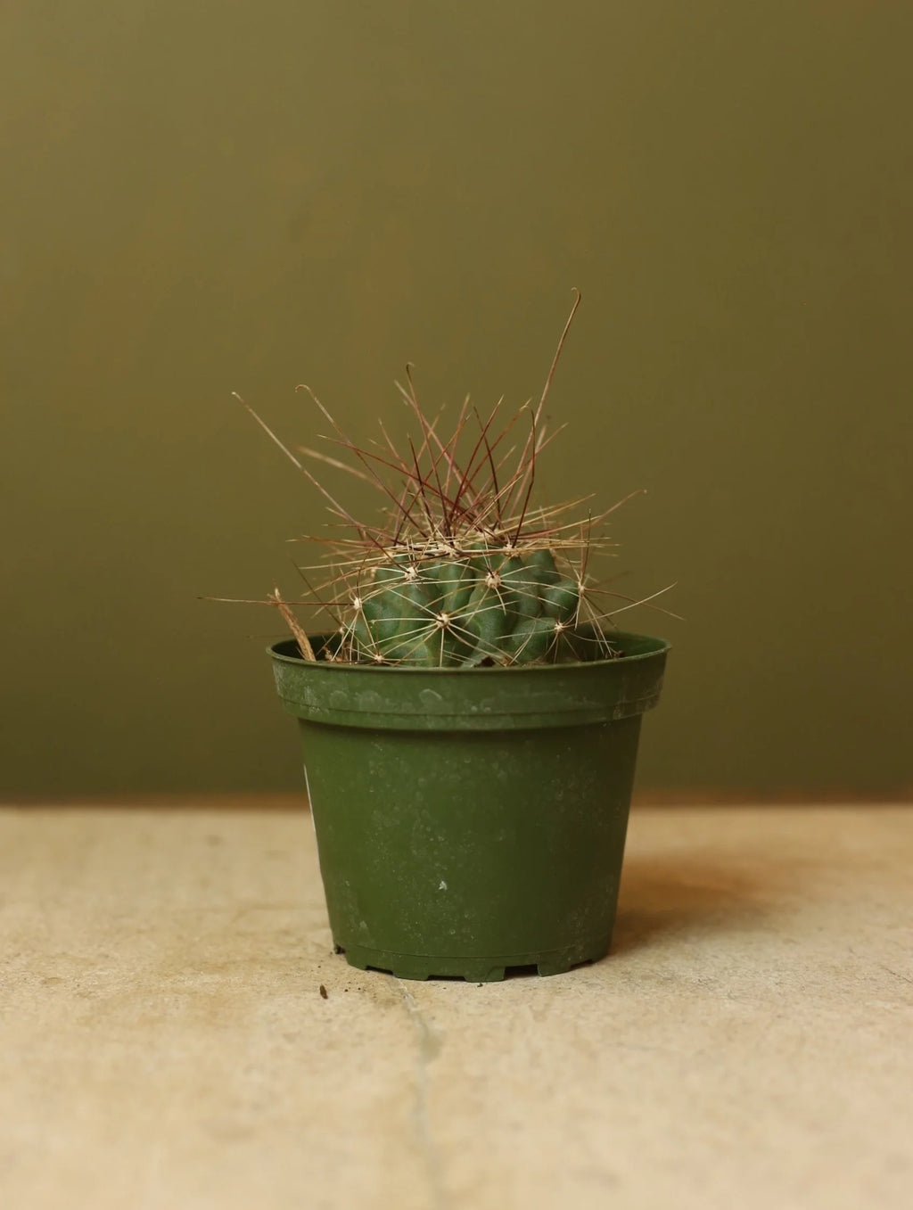Texas Barrel Cactus 4 Inch