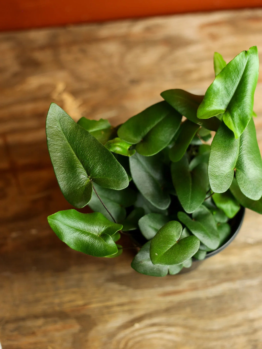 Heart Fern 6 Inch