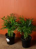 Parlor Palm 4 Inch