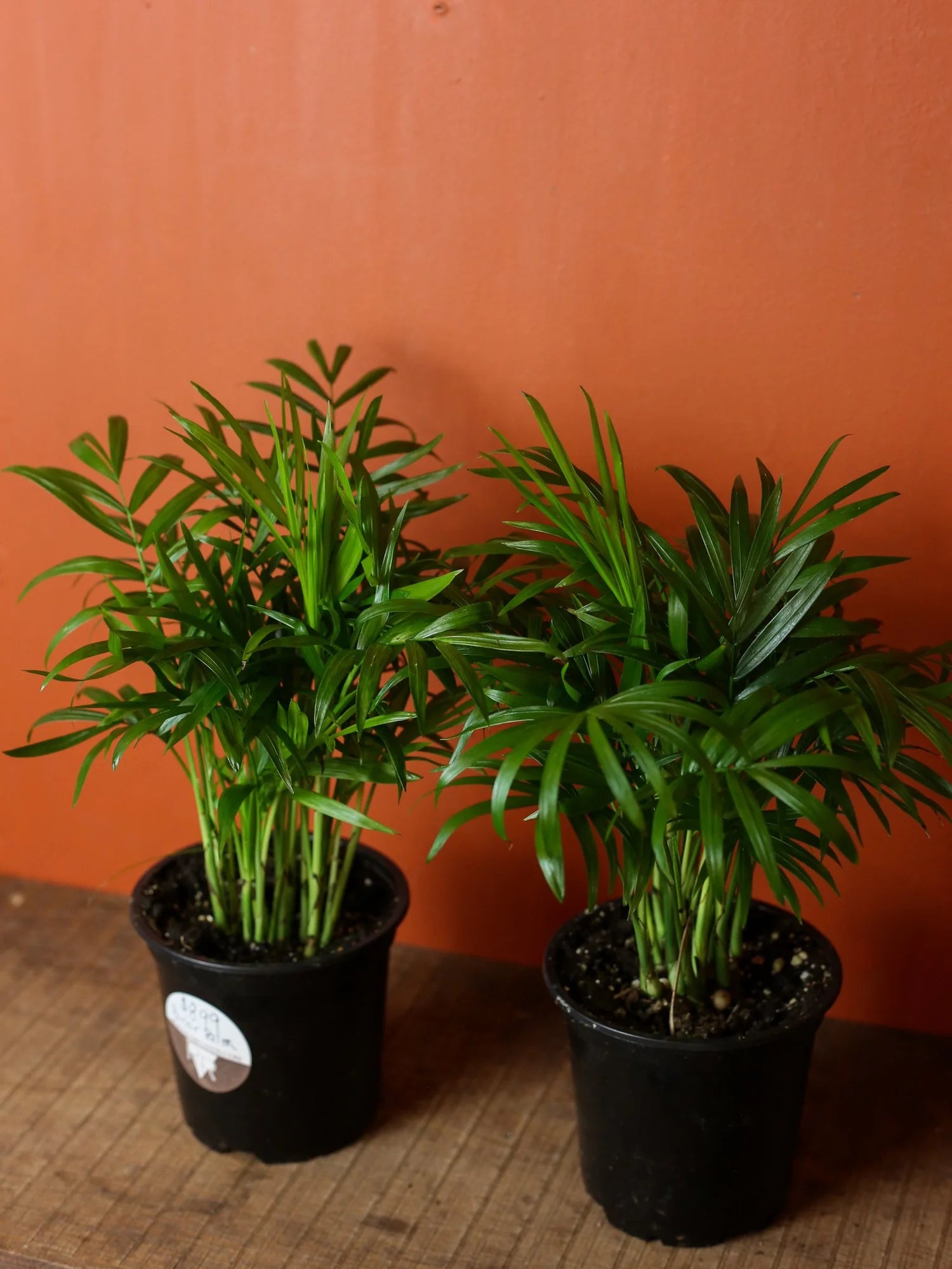 Parlor Palm 4 Inch