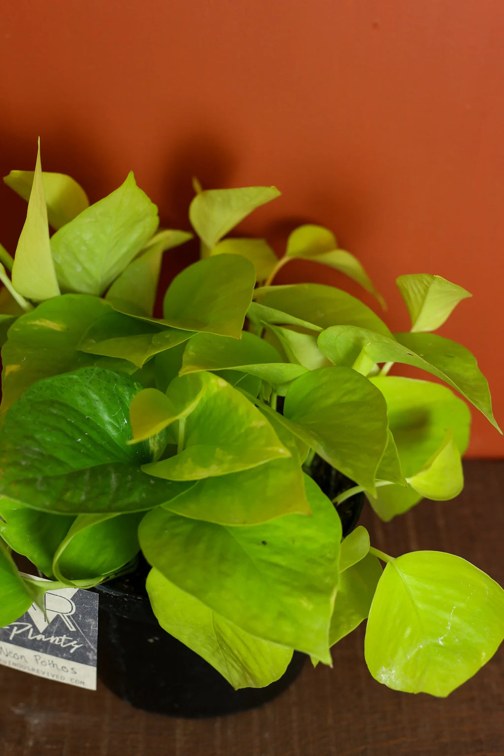 Neon Pothos 6 Inch
