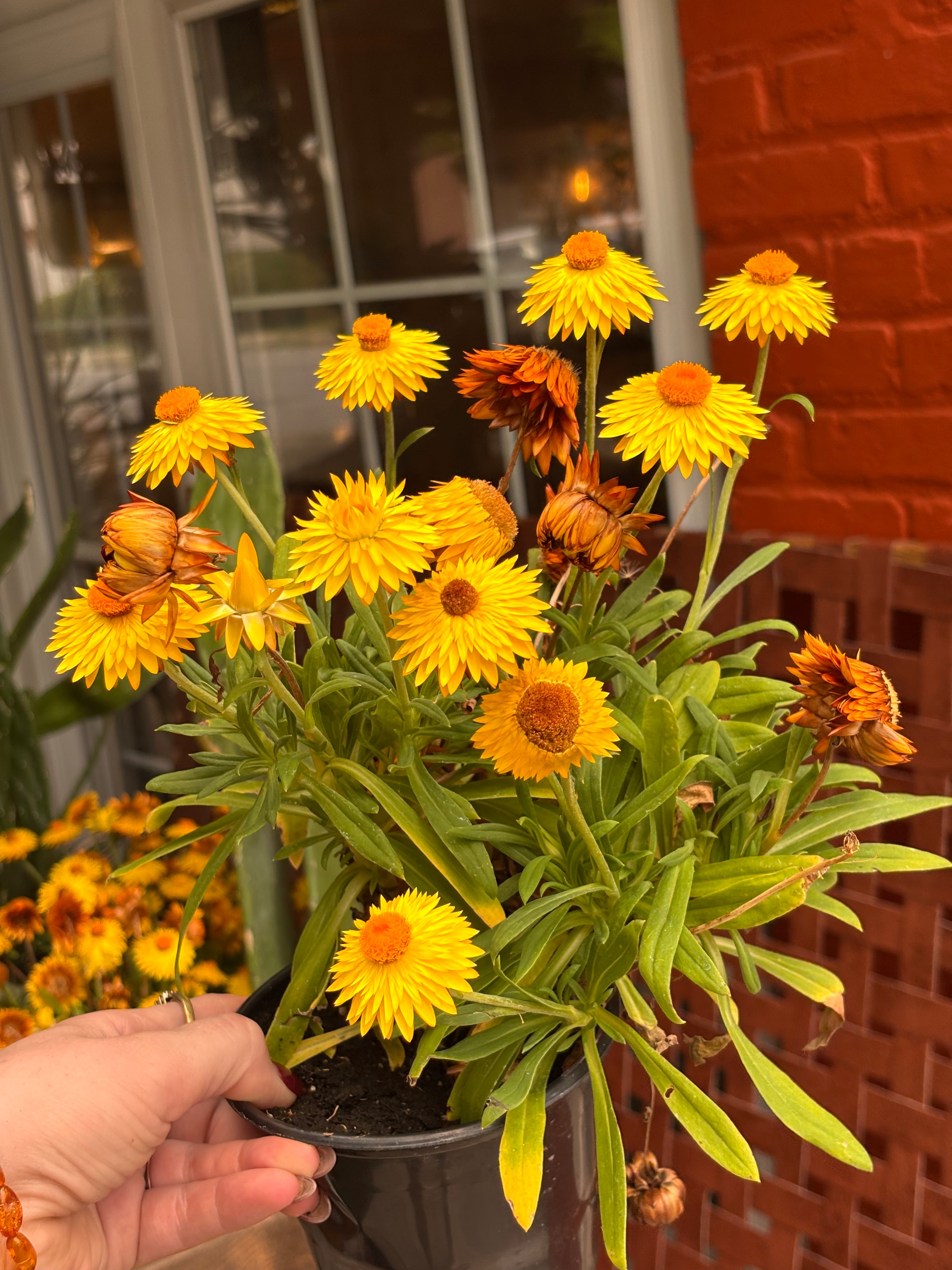 Strawflower Plant 4 Inch